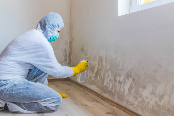 Licensed Mold Testing service in Wayne, MI - WQB Mold Removal